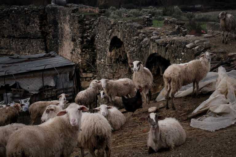 Κρούσμα ευλογιάς σε κτηνοτροφική μονάδα με 300 ζώα στη Θεσσαλονίκη – Θα θανατωθούν όλα