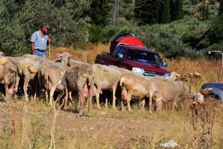 Από τη Ρουμάνια έφτασε πιθανότατα στην Ελλάδα το πρώτο κρούσμα ευλογιάς προβάτων