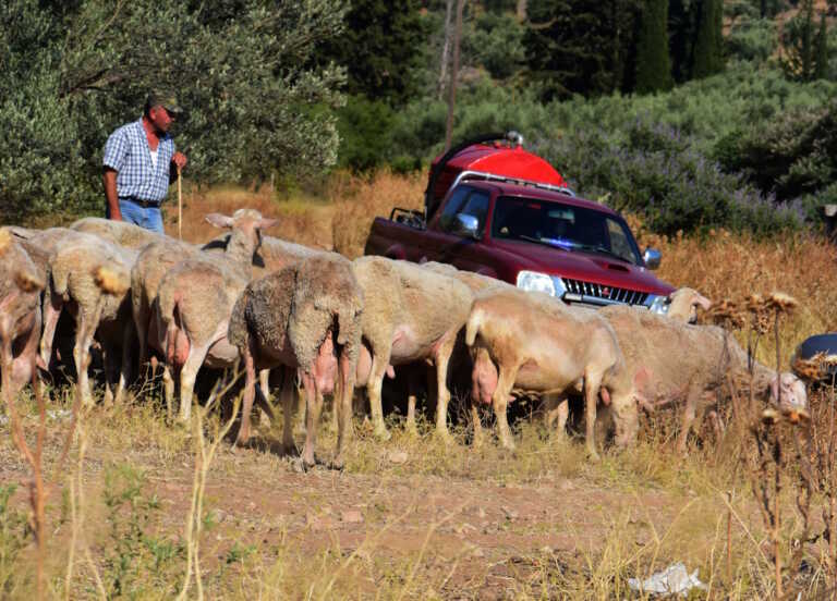 Κλείνουν τα σφαγεία σε όλη τη χώρα για 10 ημέρες μετά τα κρούσματα ευλογιάς των προβάτων σε Μαγνησία και Κορινθία