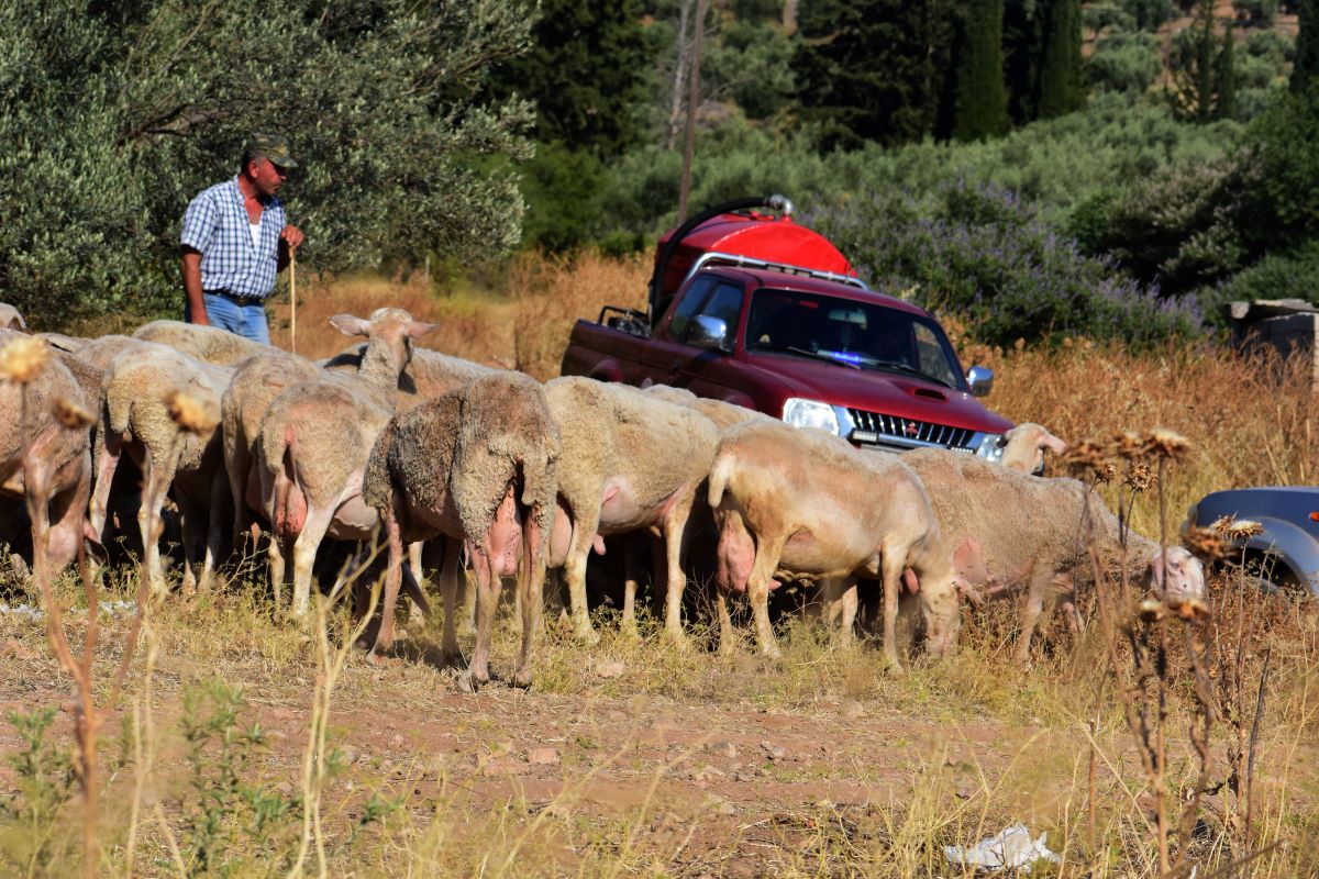 Ευλογιά των προβάτων: Επανεξέταση των μέτρων για τα σφαγεία αρχές Νοεμβρίου