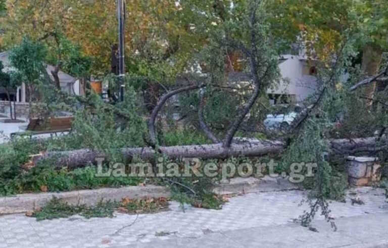 Έριξε δέντρα και ξήλωσε τέντες ο δυνατός αέρας στη Λαμία – «Μετακινούμενοι» κάδοι διέκοψαν την κυκλοφορία