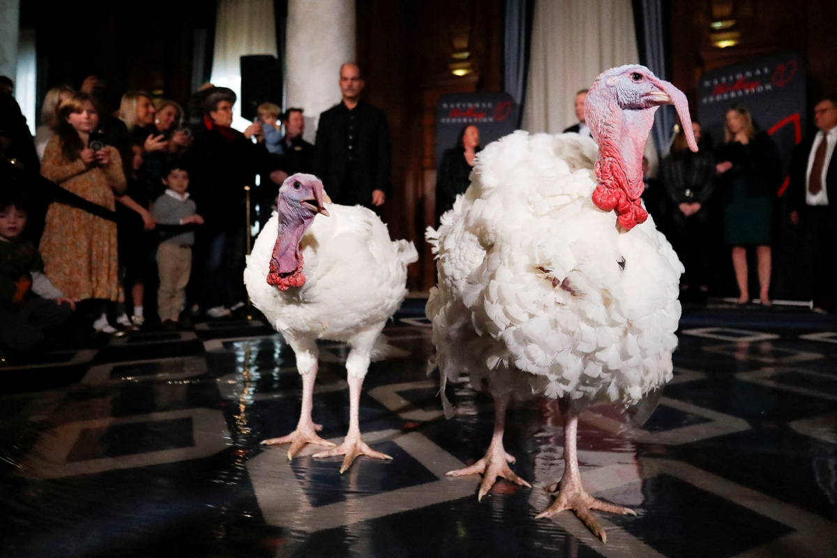 Blossom and Peach, two Minnesota turkeys, are introduced during a press conference by the National Turkey Federation (NTF), a day ahead of their Thanksgiving holiday pardoning by U.S. President Joe Biden in Washington, U.S. November 24, 2024. REUTERS