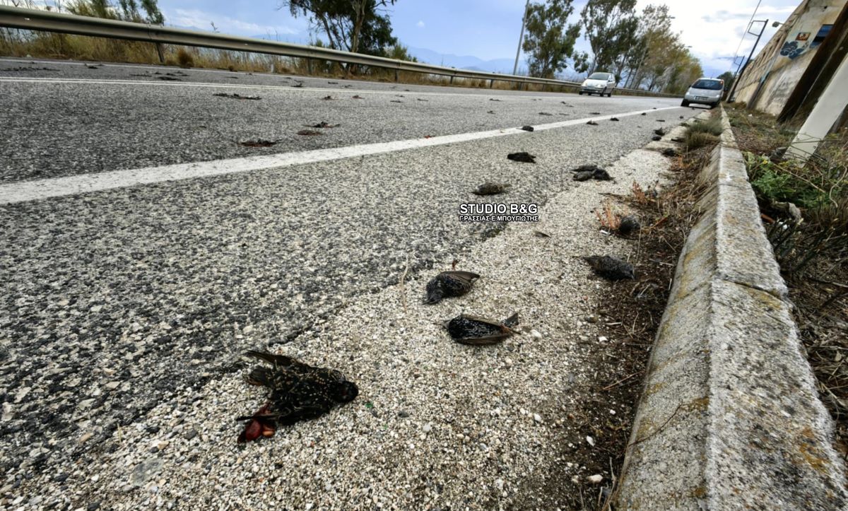 Αργολίδα: Εκατοντάδες νεκρά πουλιά στην παραλιακή Ναυπλίου – Νέας Κίου