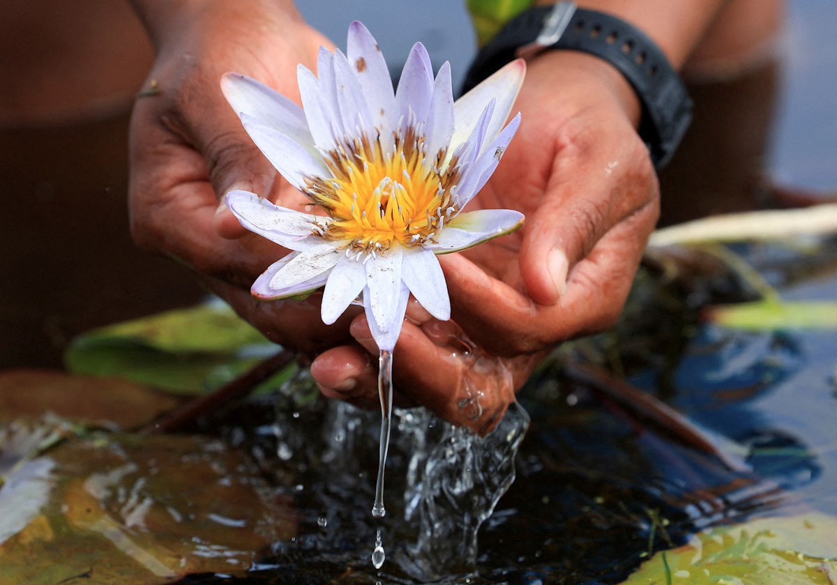 An environmentalist holds the previously extinct Cape Water Lily at False Bay Nature Reserve wetland, which was part of the Earthshot Week in Cape Town, where it has been reintroduced at the reserve wetland, in Cape Town, South Africa, November 8, 2024. REUTERS