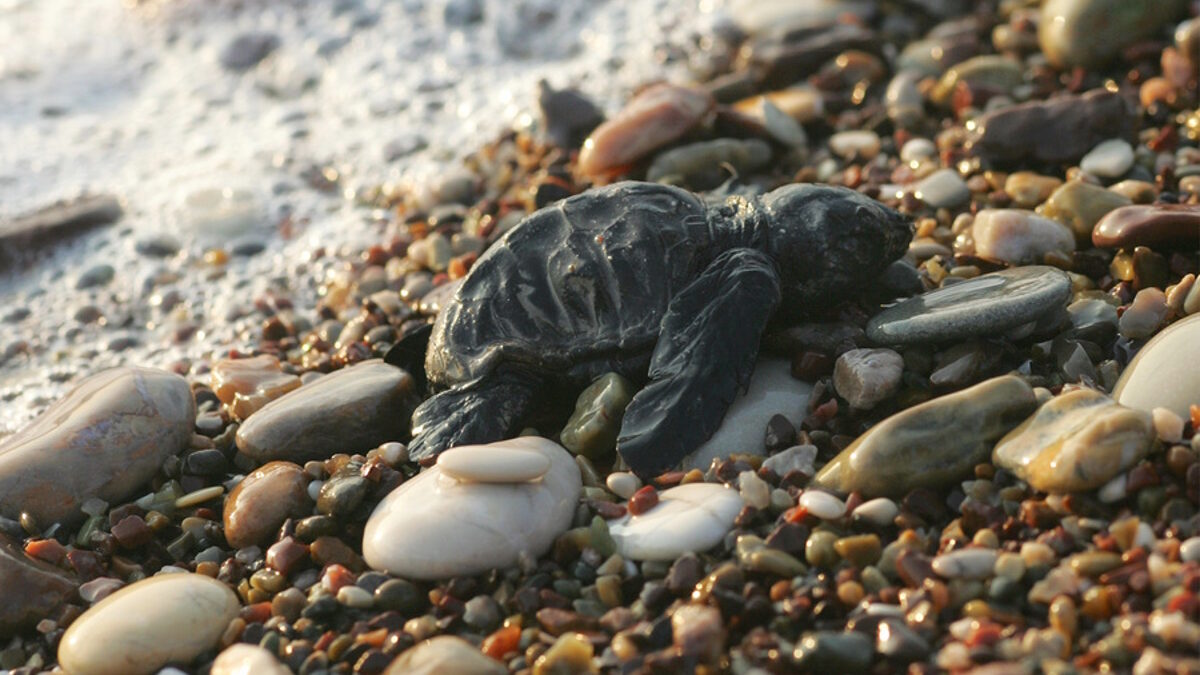 Χανιά: Πεντακόσια χελωνάκια Caretta – Caretta ξεκίνησαν το ταξίδι της ζωής τους μέσα στο 2024