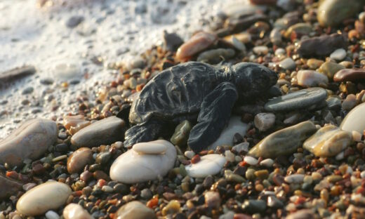 Χανιά: Πεντακόσια χελωνάκια Caretta – Caretta ξεκίνησαν το ταξίδι της ζωής του μέσα στο 2024