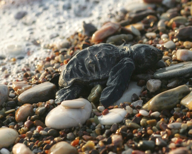 Χανιά: Πεντακόσια χελωνάκια Caretta – Caretta ξεκίνησαν το ταξίδι της ζωής του μέσα στο 2024