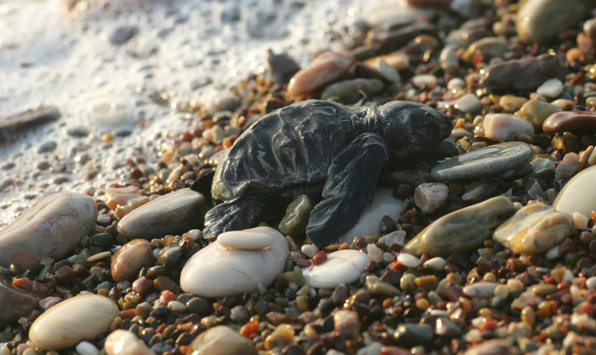 Χανιά: Πεντακόσια χελωνάκια Caretta – Caretta ξεκίνησαν το ταξίδι της ζωής τους μέσα στο 2024