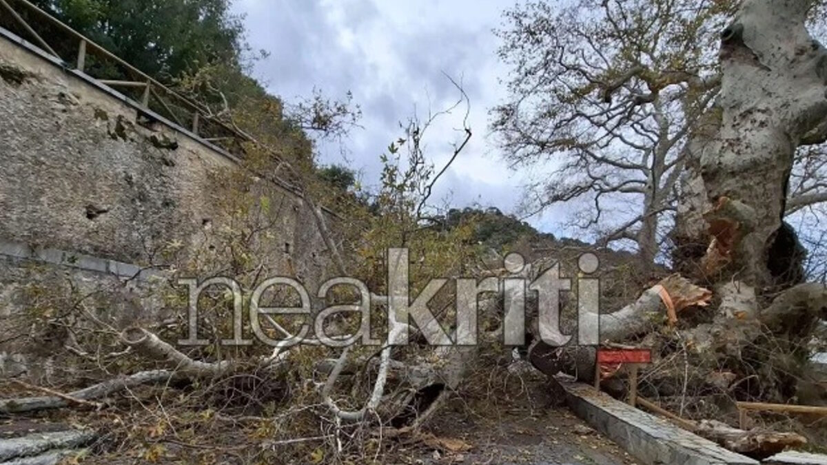 Ηράκλειο: Μεγάλη καταστροφή στον γηραιότερο πλάτανο της Ευρώπης – Υπήρξε πηγή έμπνευσης του Καζαντζάκη