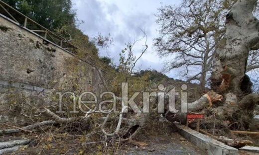 Ηράκλειο: Μεγάλη καταστροφή στον γηραιότερο πλάτανο της Ευρώπης – Υπήρξε πηγή έμπνευσης του Καζαντζάκη