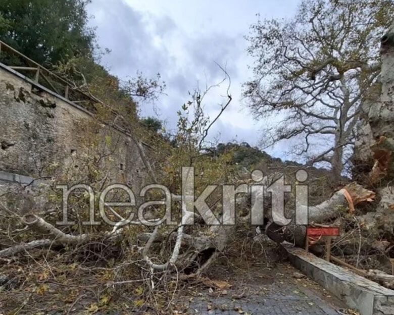 Ηράκλειο: Μεγάλη καταστροφή στον γηραιότερο πλάτανο της Ευρώπης – Υπήρξε πηγή έμπνευσης του Καζαντζάκη