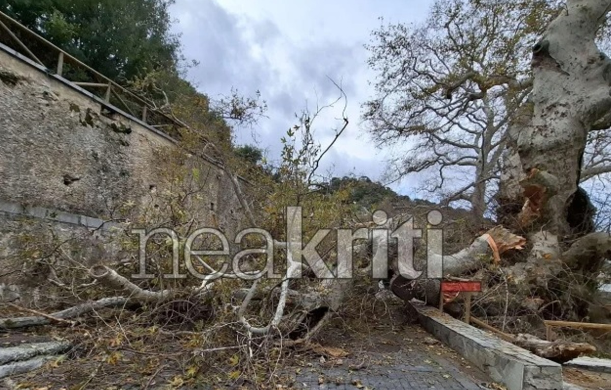 Ηράκλειο: Μεγάλη καταστροφή στον γηραιότερο πλάτανο της Ευρώπης – Υπήρξε πηγή έμπνευσης του Καζαντζάκη