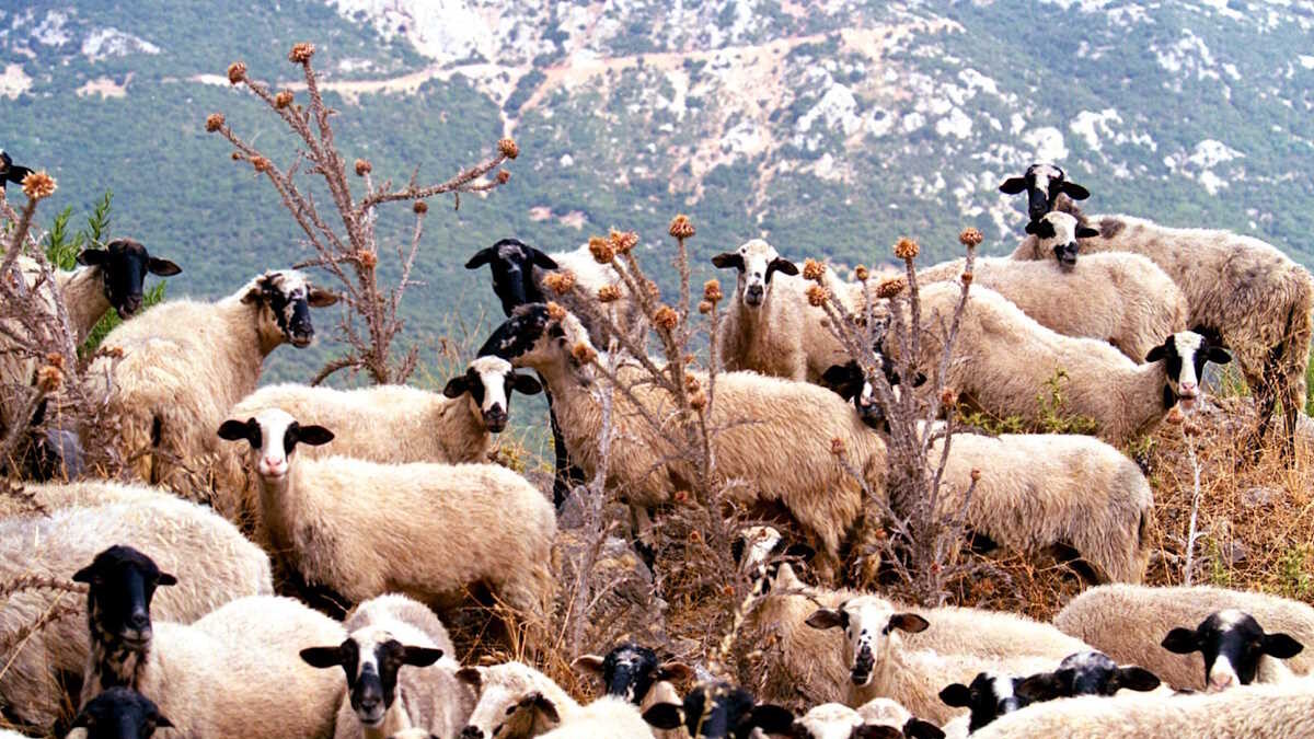 Ηράκλειο: Δεν εντοπίστηκε άλλο κρούσμα ευλογιάς των αιγοπροβάτων – Σε ισχύ τα μέτρα