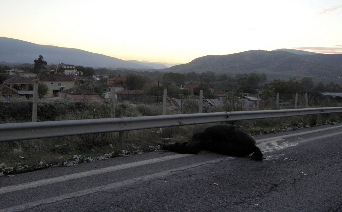 Μυτιλήνη: Στη ΜΕΘ 19χρονος μετά από τροχαίο με αδέσποτα άλογα