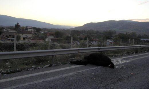 Μυτιλήνη: Στη ΜΕΘ 19χρονος μετά από τροχαίο με αδέσποτα άλογα