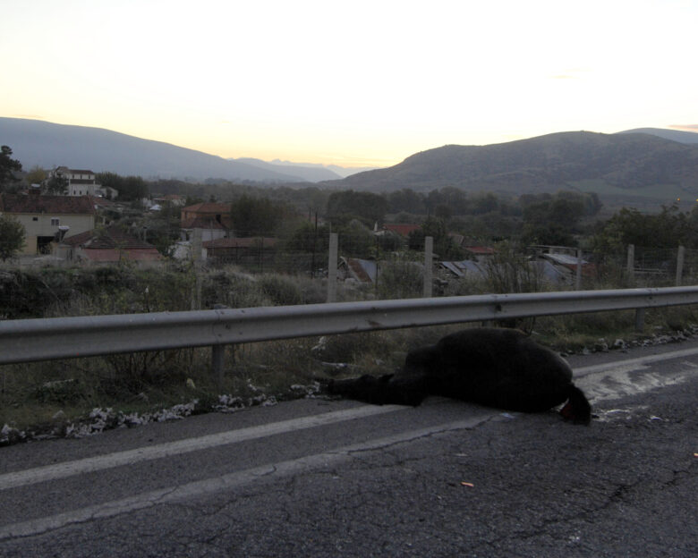 Μυτιλήνη: Στη ΜΕΘ 19χρονος μετά από τροχαίο με αδέσποτα άλογα