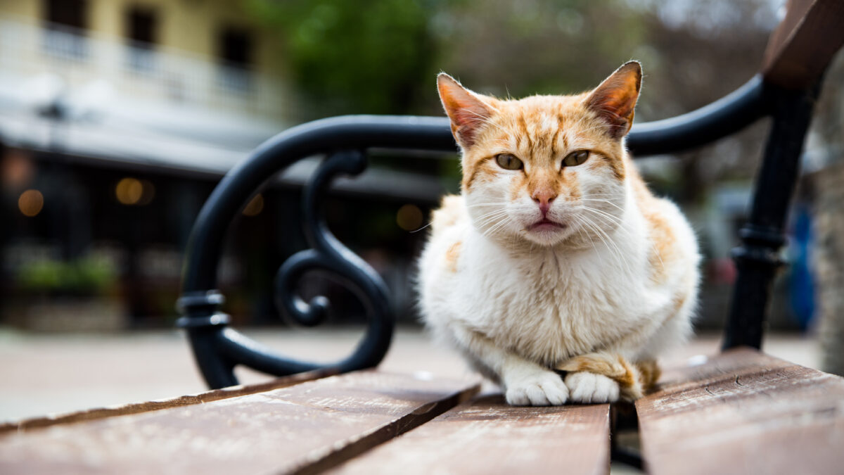 1o Cat Festival: Η περιέργεια γνώρισε (και γιόρτασε) τη γάτα