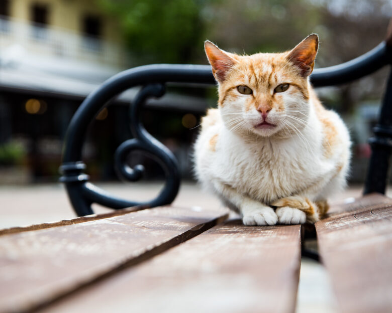 1o Cat Festival: Η περιέργεια γνώρισε (και γιόρτασε) τη γάτα