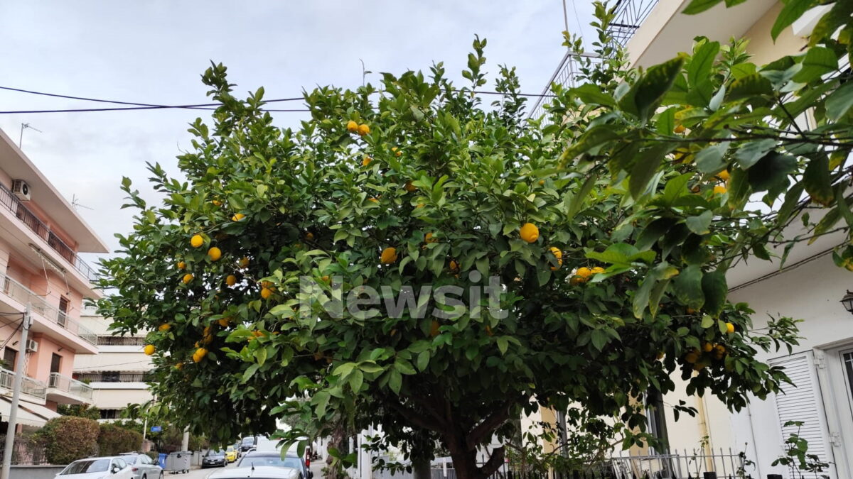 Ίλιον: «Το περιμέναμε» λένε γείτονες για τον 65χρονο που επιτέθηκε στον 80χρονο γιατί έκοψε λεμόνια από την αυλή