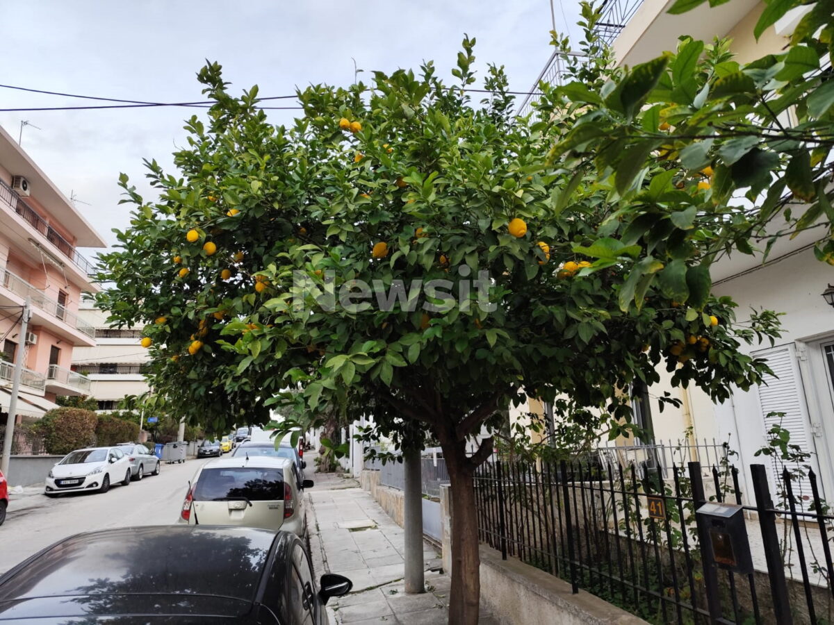 Ίλιον: «Το περιμέναμε» λένε γείτονες για τον 65χρονο που επιτέθηκε στον 80χρονο γιατί έκοψε λεμόνια από την αυλή