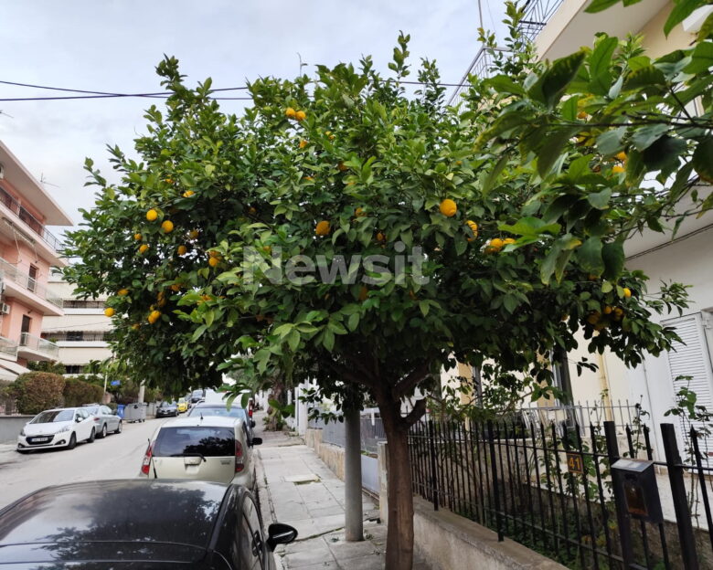 Ίλιον: «Το περιμέναμε» λένε γείτονες για τον 65χρονο που επιτέθηκε στον 80χρονο γιατί έκοψε λεμόνια από την αυλή