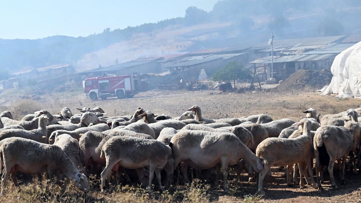 Ηράκλειο: Απαγορεύεται από την Τρίτη η σφαγή αιγοπροβάτων λόγω κρουσμάτων ευλογιάς