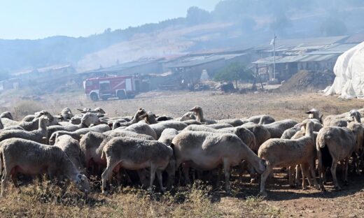 Ηράκλειο: Απαγορεύεται από την Τρίτη η σφαγή αιγοπροβάτων λόγω κρουσμάτων ευλογιάς