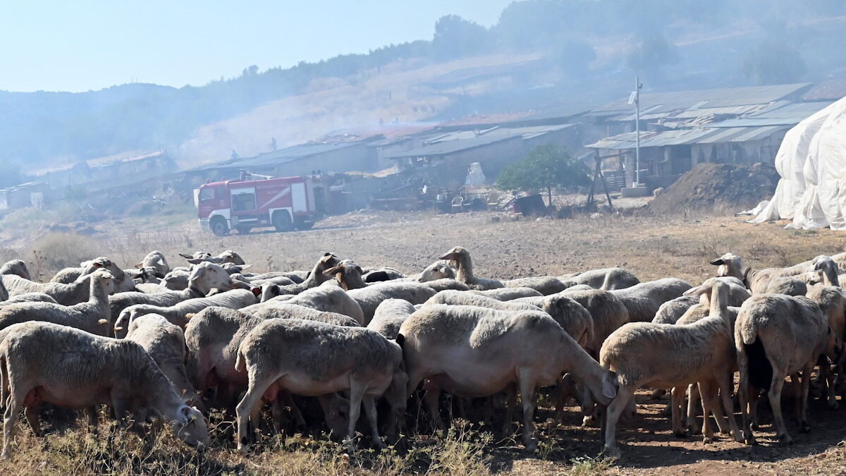 Ηράκλειο: Προληπτικά μέτρα μετά από ύποπτο κρούσμα ευλογιάς αιγοπροβάτων       