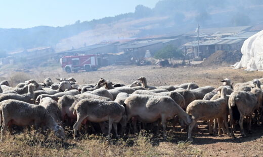 Ηράκλειο: Προληπτικά μέτρα μετά από ύποπτο κρούσμα ευλογιάς αιγοπροβάτων       