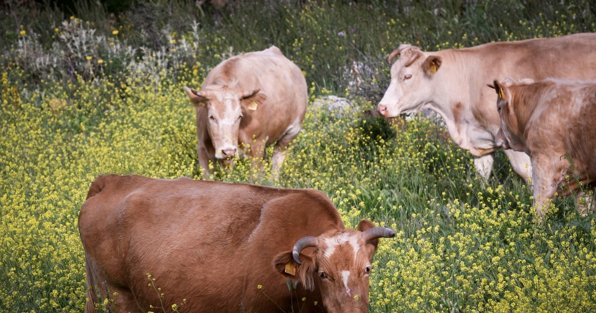 Ο Τζεφ Μπέζος χρηματοδοτεί εμβόλιο που θα μειώνει τα αέρια των αγελάδων