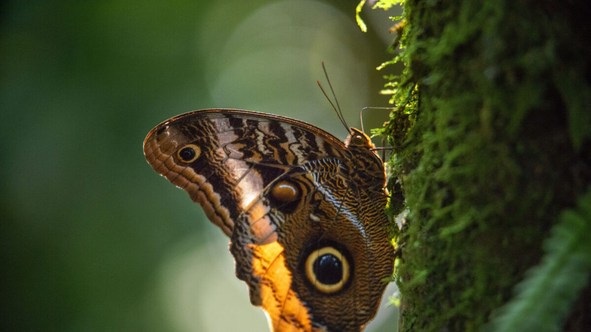 butterfly in a tree