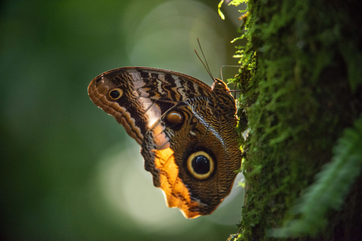 butterfly in a tree