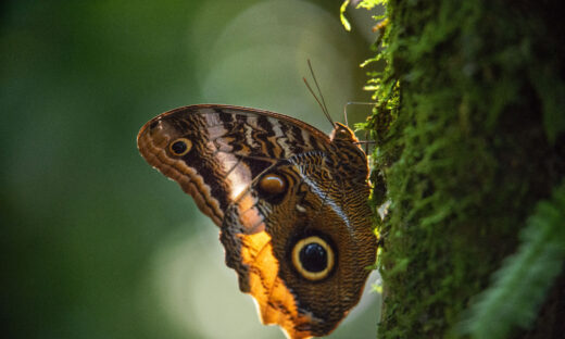 butterfly in a tree