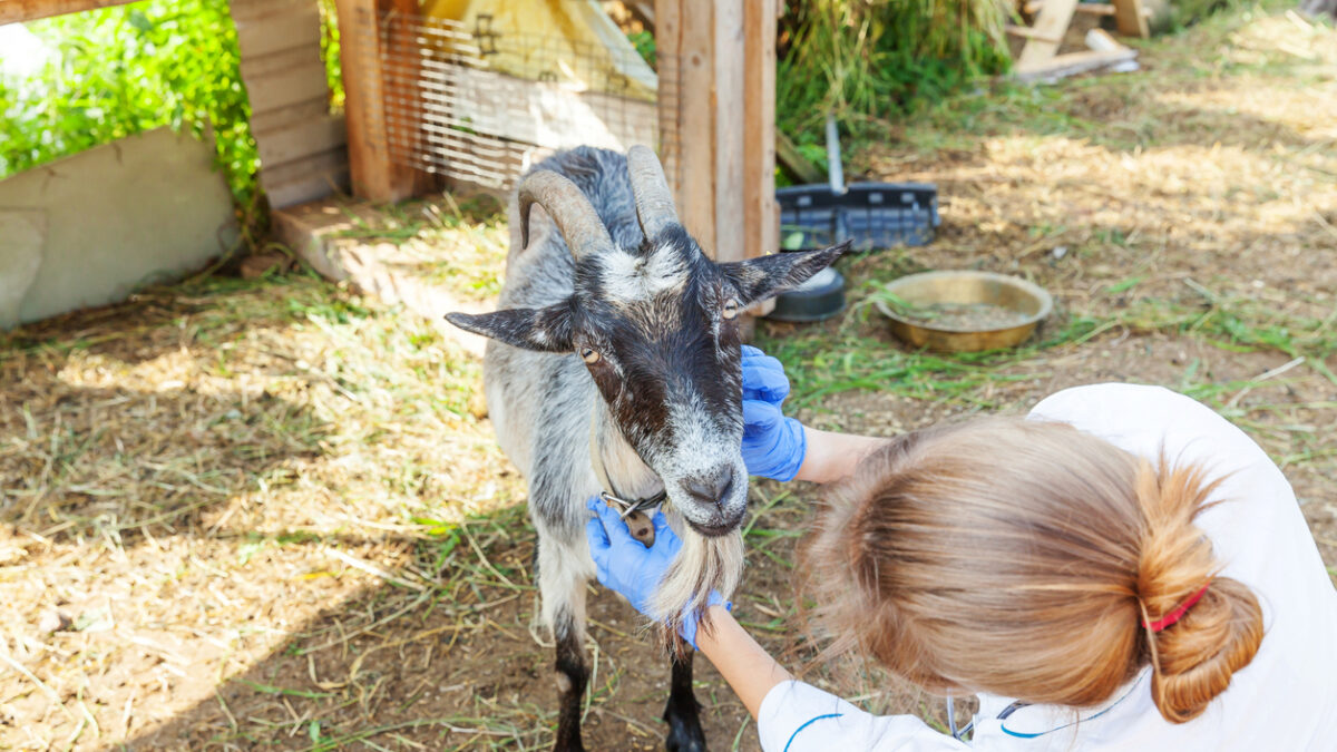 Young veterinarian woman with stethoscope holding and examining goat on ranch