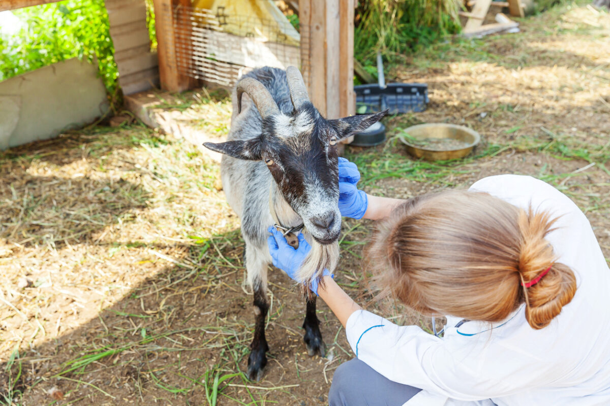 Young veterinarian woman with stethoscope holding and examining goat on ranch