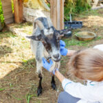 Young veterinarian woman with stethoscope holding and examining goat on ranch