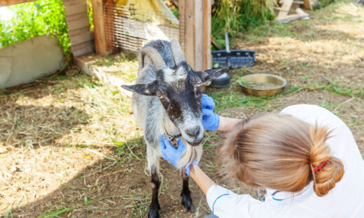 Young veterinarian woman with stethoscope holding and examining goat on ranch