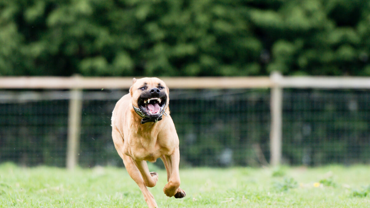 Large dangerous dog at large in the park