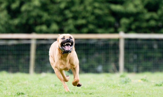 Large dangerous dog at large in the park