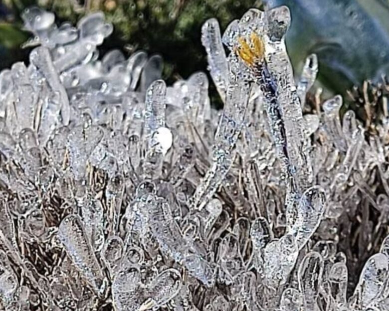 Καιρός – Κακοκαιρία Coral: Μαγευτικές εικόνες από την Ρόδο, πάγωσαν τα λουλούδια από το ψύχος