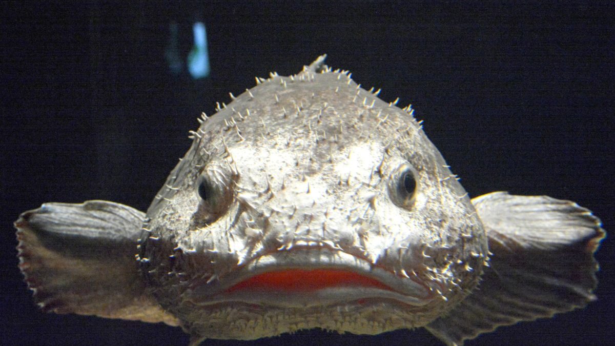 blobfish