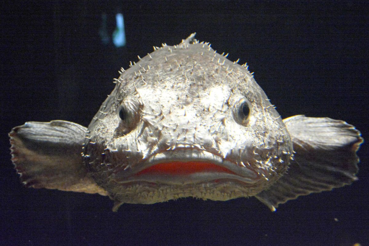 blobfish